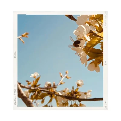 Messagères des dieux